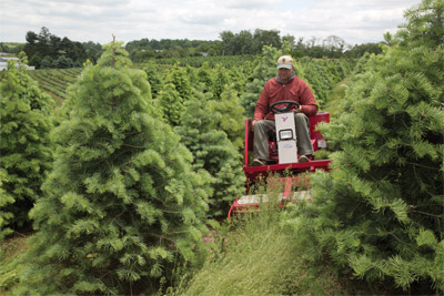 Field Mower perfect for Tree Farms - Seen here also is the tree shield which protects the operator in close quarters.